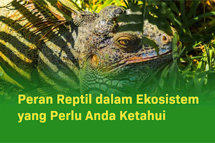 Peran Reptil dalam Ekosistem yang Perlu Anda Ketahui